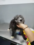 Cachorro raça SRD-ViraLata idade 2 a 6 meses nome NUTELLA