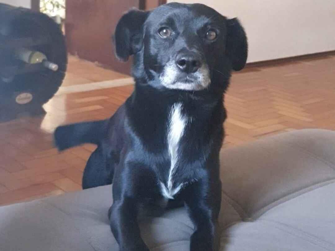 Cachorro raça SRD-ViraLata idade 4 anos nome Scoby 