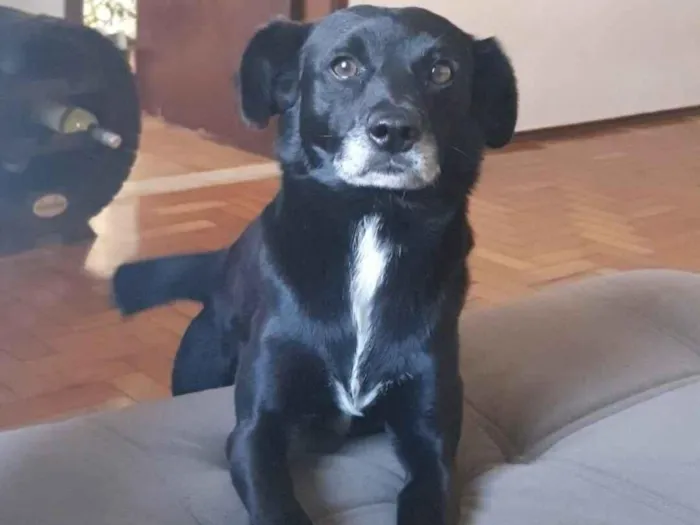 Cachorro raça SRD-ViraLata idade 4 anos nome Scoby 