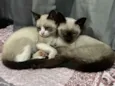 Gato raça Siamês idade 7 a 11 meses nome Bili