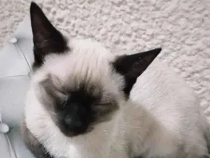 Gato raça Siamês idade 7 a 11 meses nome Brayan