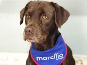 Cachorro raça Labrador idade 6 ou mais anos nome ZEUS