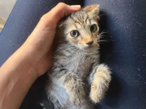 Gato raça SRD-ViraLata idade Abaixo de 2 meses nome anjinha