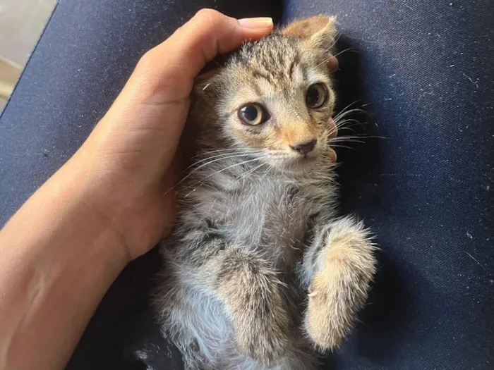 Gato raça SRD-ViraLata idade Abaixo de 2 meses nome anjinha