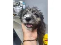 Cachorro raça SRD-ViraLata idade 2 a 6 meses nome NUTELLA