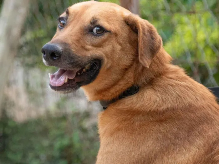Cachorro raça SRD-ViraLata idade 3 anos nome Amor