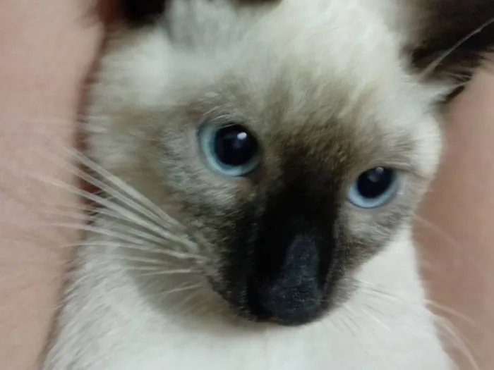 Gato raça Siamês idade 2 a 6 meses nome Pandinha