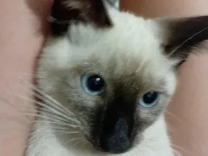 Gato raça Siamês idade 2 a 6 meses nome Pandinha