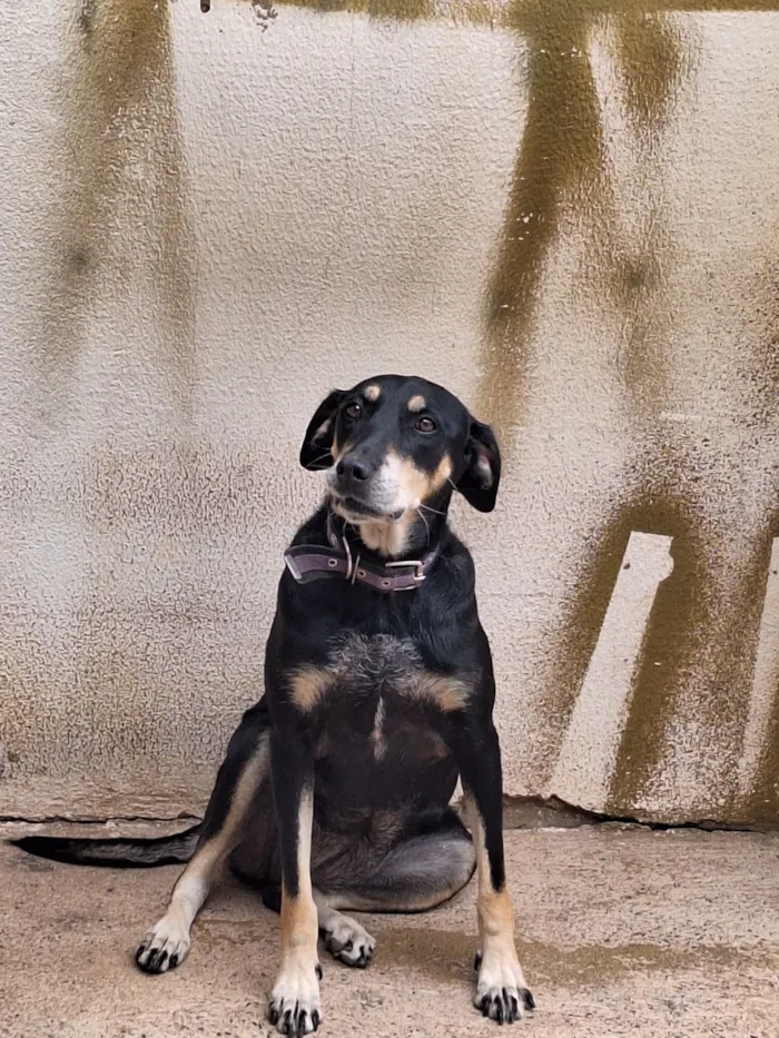 Cachorro raça SRD-ViraLata idade 5 anos nome Amora