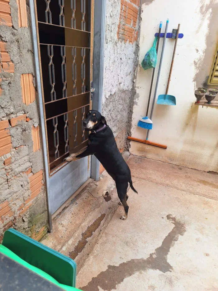 Cachorro raça SRD-ViraLata idade 5 anos nome Amora