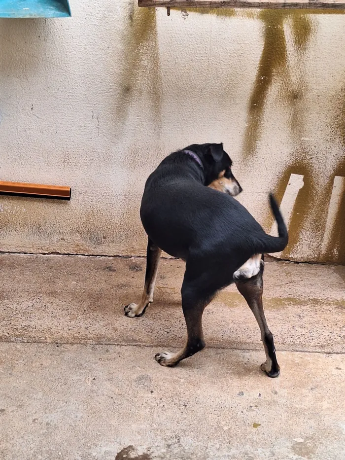 Cachorro raça SRD-ViraLata idade 5 anos nome Amora