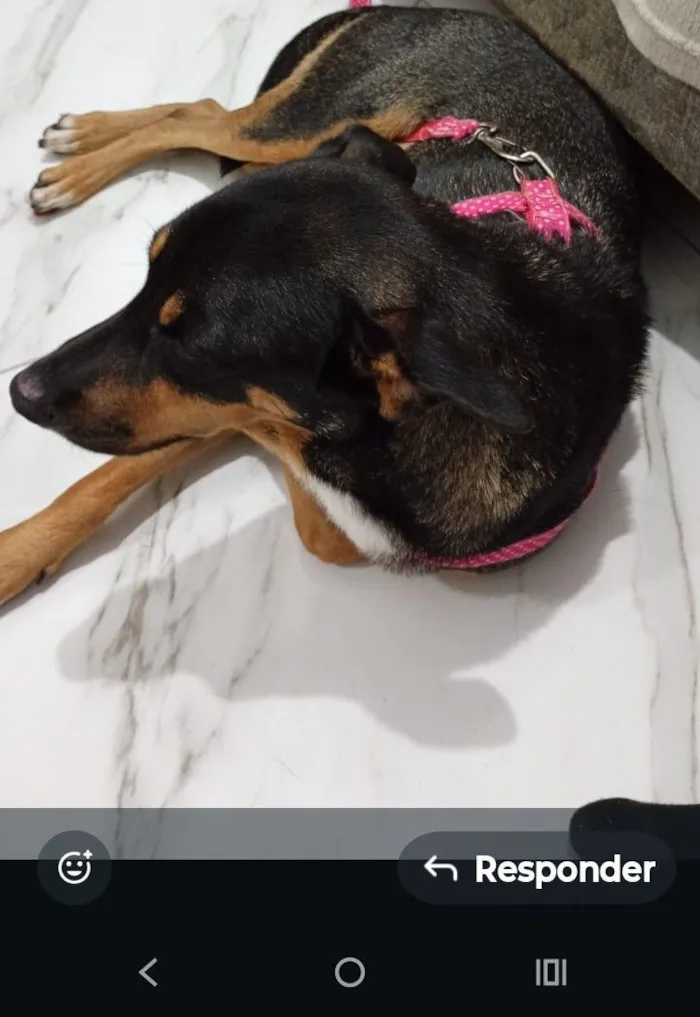 Cachorro raça Pastor Alemão idade 2 anos nome Leona