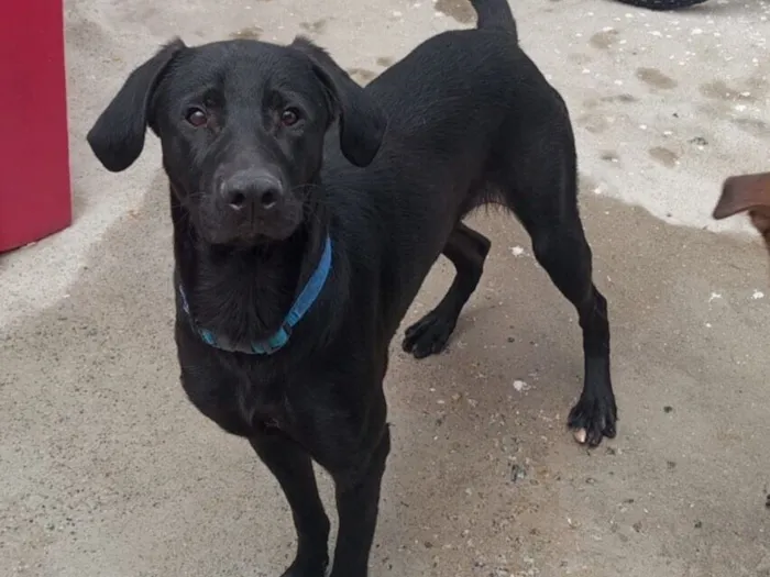 Cachorro raça SRD-ViraLata idade 7 a 11 meses nome Max 