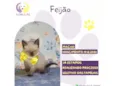 Gato raça SRD-ViraLata idade Abaixo de 2 meses nome Feijão 
