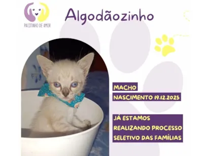 Gato raça SRD-ViraLata idade Abaixo de 2 meses nome Algodãozinho 