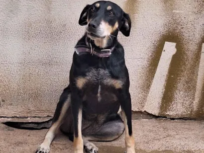 Cachorro raça SRD-ViraLata idade 5 anos nome Amora