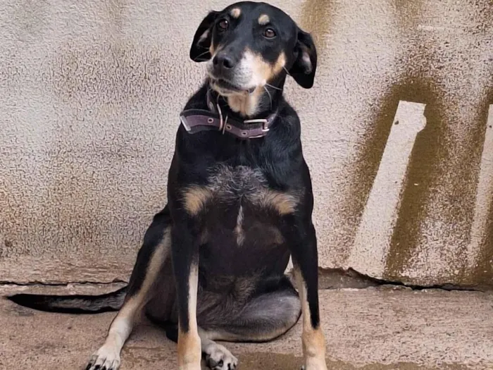 Cachorro raça SRD-ViraLata idade 5 anos nome Amora