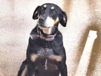 Cachorro raça SRD-ViraLata idade 5 anos nome Amora