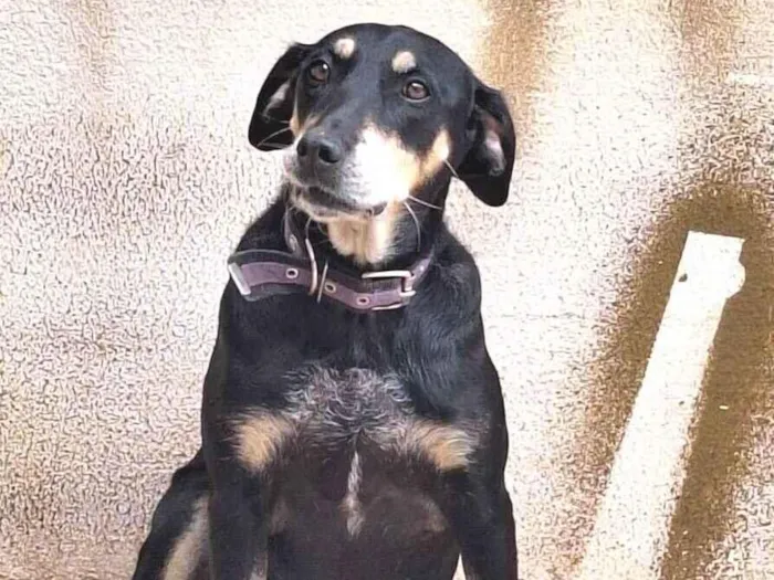 Cachorro raça SRD-ViraLata idade 5 anos nome Amora