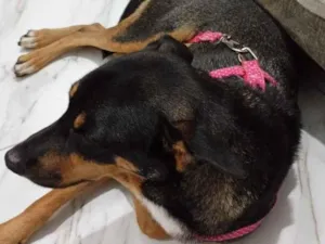 Cachorro raça Pastor Alemão idade 2 anos nome Leona