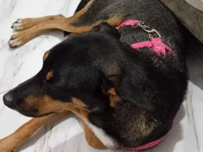 Cachorro raça Pastor Alemão idade 2 anos nome Leona