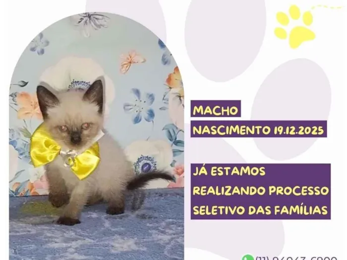Gato raça SRD-ViraLata idade Abaixo de 2 meses nome Feijão 