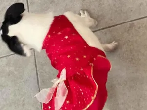 Cachorro raça SRD-ViraLata idade 1 ano nome Athina Kellyanne Paz da Silva