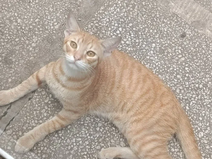 Gato raça SRD-ViraLata idade 2 a 6 meses nome Não tem 