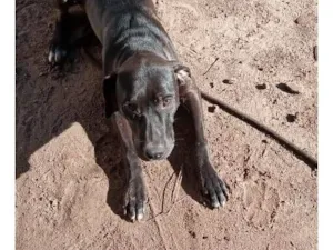 Cachorro raça SRD-ViraLata idade 1 ano nome A fêmea chama Pandora e o macho Hulk.