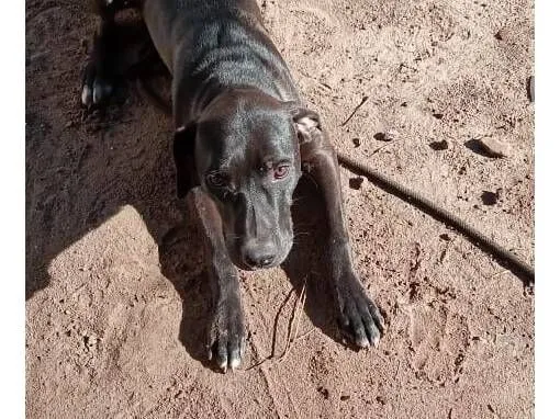 Cachorro raça SRD-ViraLata idade 1 ano nome A fêmea chama Pandora e o macho Hulk.