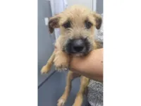 Cachorro raça SRD-ViraLata idade 2 a 6 meses nome JUJUBA