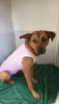 Cachorro raça SRD-ViraLata idade 2 anos nome Mel
