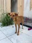 Cachorro raça SRD-ViraLata idade 2 anos nome Mel