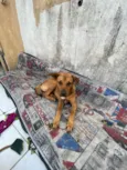 Cachorro raça SRD-ViraLata idade 2 anos nome Mel