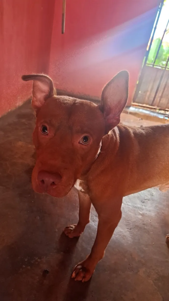 Cachorro raça Pit-Bull idade 7 a 11 meses nome Saymom
