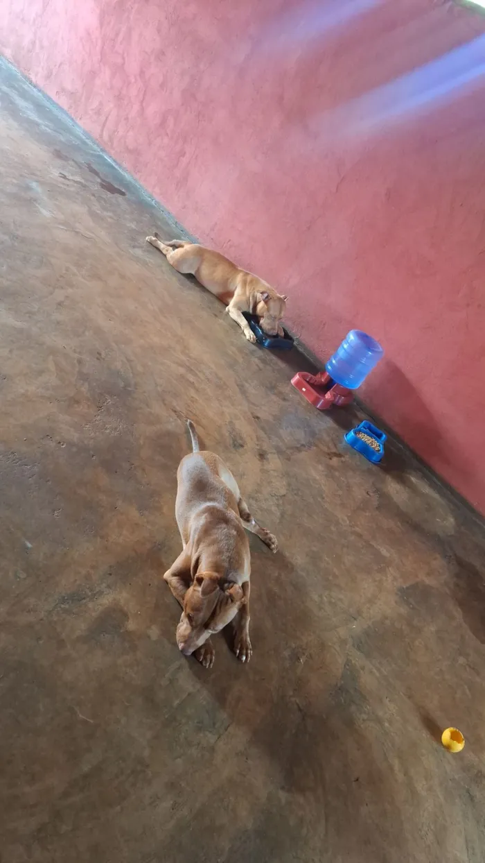 Cachorro raça Pit-Bull idade 7 a 11 meses nome Saymom