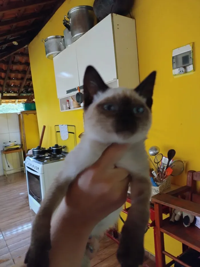 Gato raça Siamês idade 2 a 6 meses nome Noir