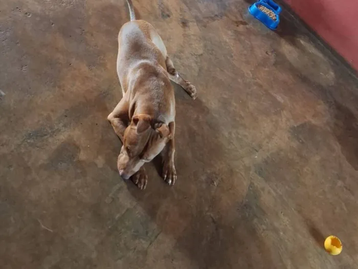 Cachorro raça Pit-Bull idade 7 a 11 meses nome Saymom