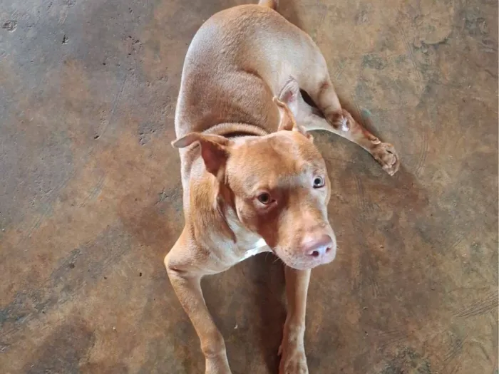 Cachorro raça Pit-Bull idade 7 a 11 meses nome Saymom
