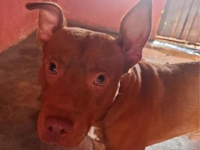 Cachorro raça Pit-Bull idade 7 a 11 meses nome Saymom