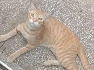Gato raça SRD-ViraLata idade 2 a 6 meses nome Não tem 