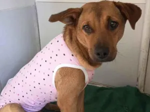 Cachorro raça SRD-ViraLata idade 2 anos nome Mel