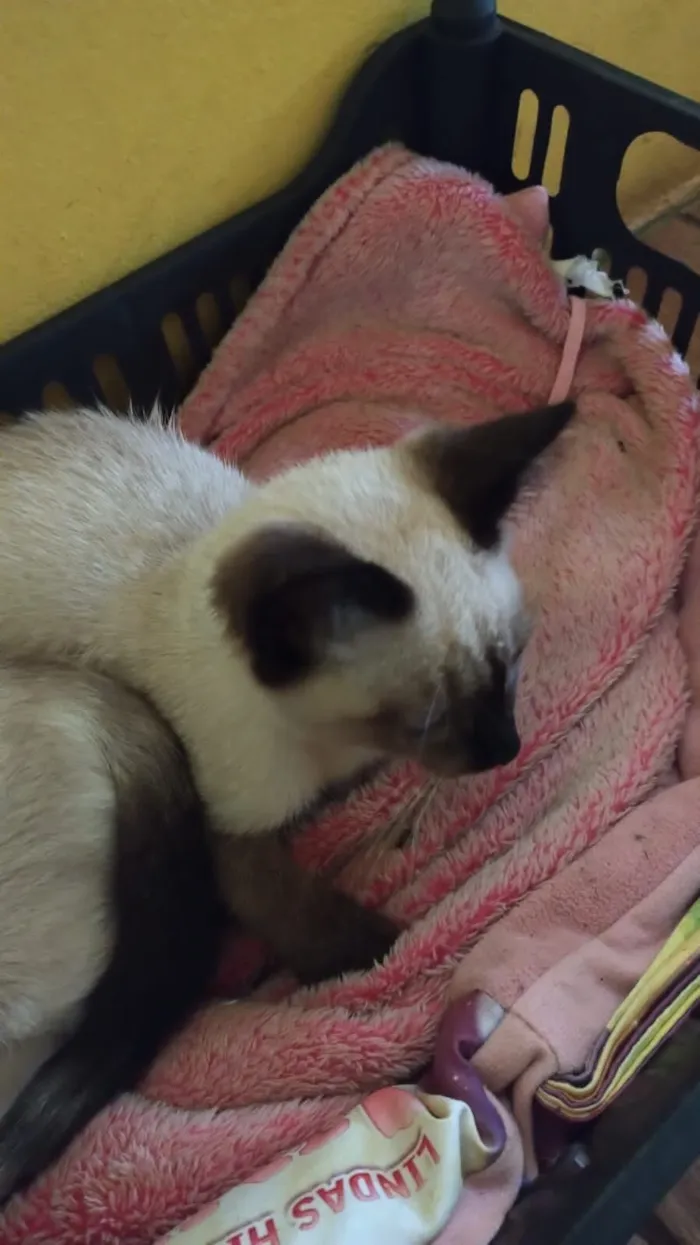 Gato raça Siamês idade 2 a 6 meses nome Noir