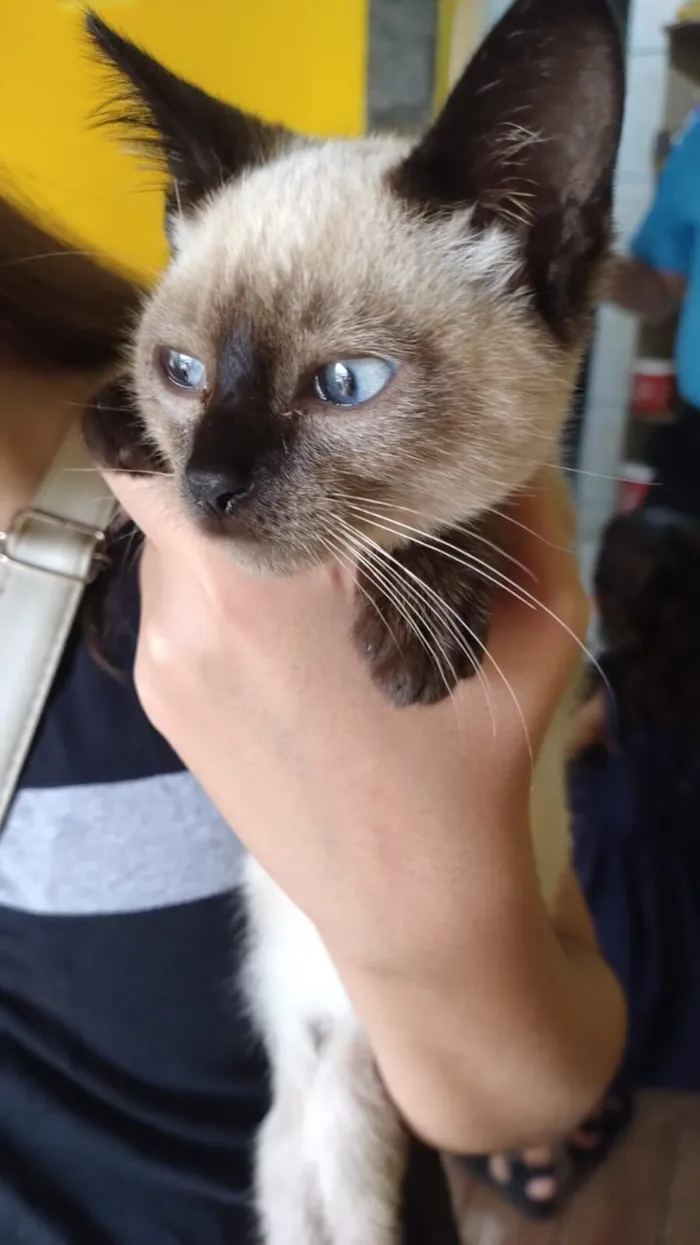 Gato raça Siamês idade 2 a 6 meses nome Noir