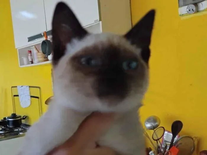 Gato raça Siamês idade 2 a 6 meses nome Noir