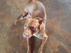 Cachorro raça Pit-Bull idade 7 a 11 meses nome Saymom