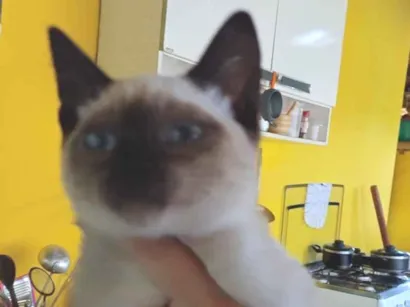 Gato raça Siamês idade 2 a 6 meses nome Noir