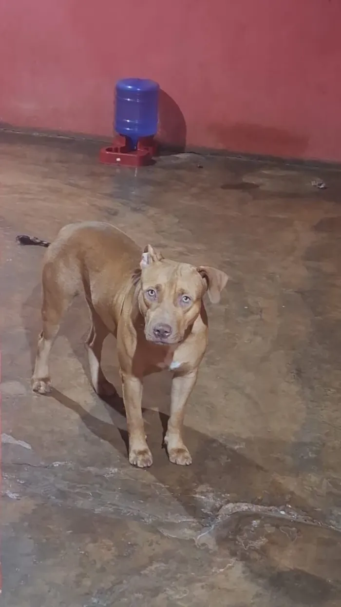 Cachorro raça Pit-Bull idade 7 a 11 meses nome Zaya