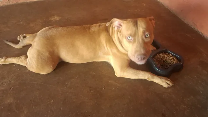 Cachorro raça Pit-Bull idade 7 a 11 meses nome Zaya