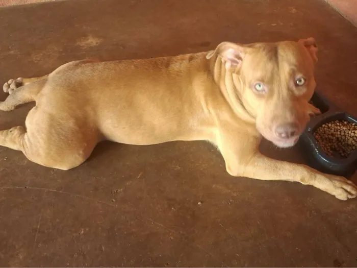 Cachorro raça Pit-Bull idade 7 a 11 meses nome Zaya